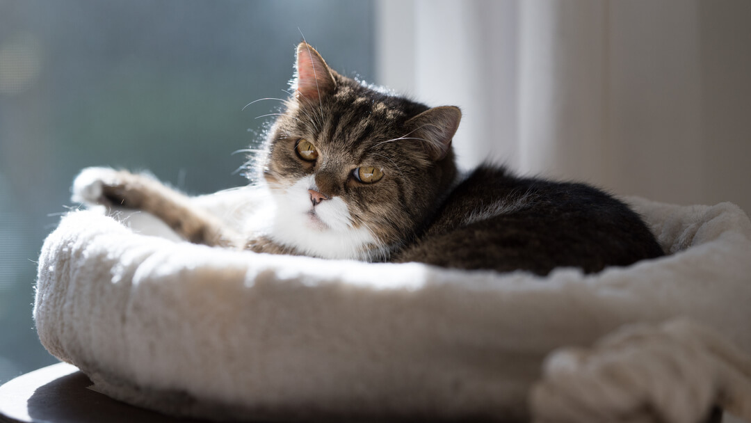 Cat Dementia: Signs and Treatment | Purina